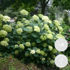 2x Hortensia 'little Lime' - Panicule D'hortensia - Vert - Arbuste - Rustique - ⌀19 Cm - ↕35-45 Cm