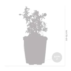 3x Geranium Sanguineum - Géranium Sanguin - Plante D'extérieur - Peu D'entretien – ⌀9 Cm - ↕10-15 Cm 9 3x Geranium Sanguineum - Géranium Sanguin - Plante D'extérieur - Peu D'entretien – ⌀9 Cm - ↕10-15 Cm -Jardin Harmonie Soldes Boutique 640b7514457267.99634280