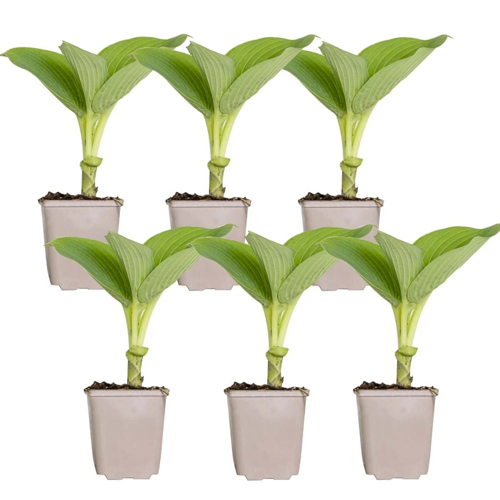 6x Hosta Sieboldiana 'elegans' - Lys Coeur - Vivace - Rustique – ⌀9 Cm - ↕10-15 Cm 4 6x Hosta Sieboldiana 'elegans' - Lys Coeur - Vivace - Rustique – ⌀9 Cm - ↕10-15 Cm – Image 2