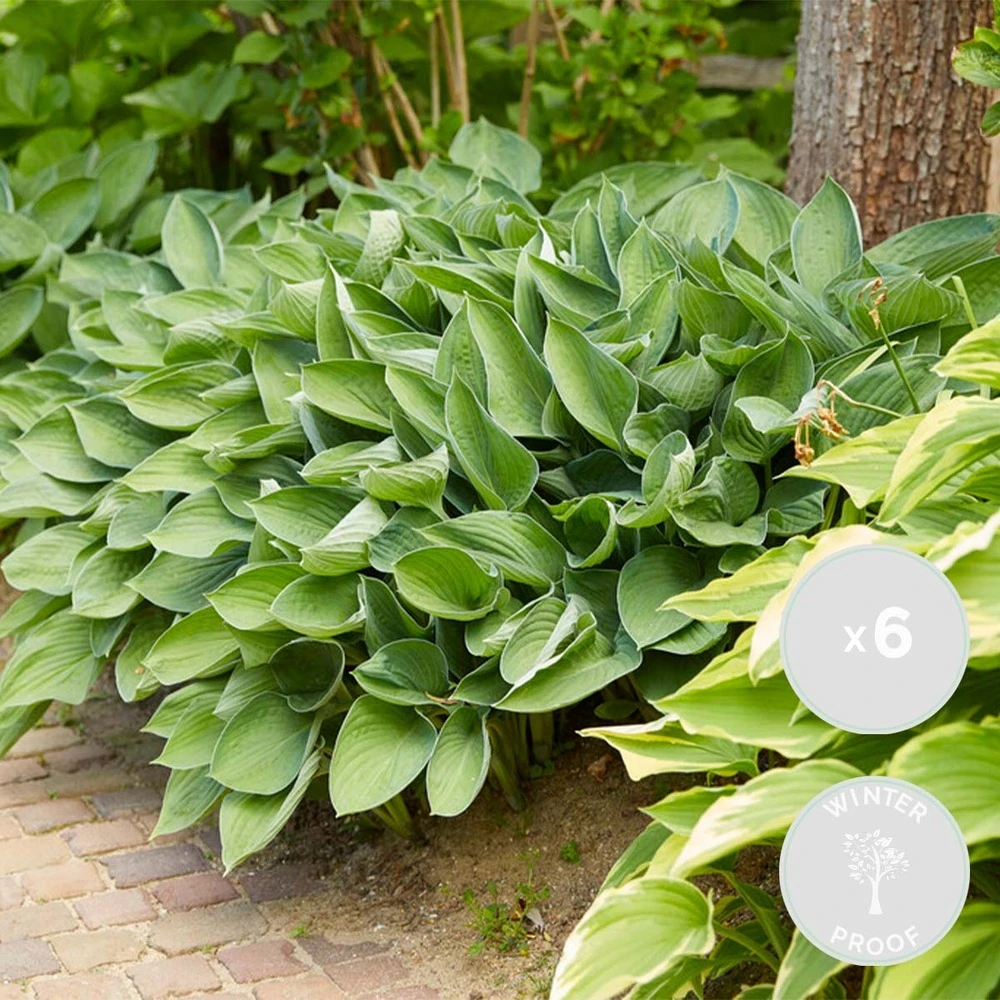 6x Hosta Sieboldiana 'elegans' - Lys Coeur - Vivace - Rustique – ⌀9 Cm - ↕10-15 Cm 3 6x Hosta Sieboldiana 'elegans' - Lys Coeur - Vivace - Rustique – ⌀9 Cm - ↕10-15 Cm