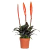 Vriesea Era – Torch Bromelia – Plante D'intérieur – Peu D'entretien – ⌀12 Cm – ↕40-50 Cm -Jardin Harmonie Soldes Boutique 640b751917ca98.66444288