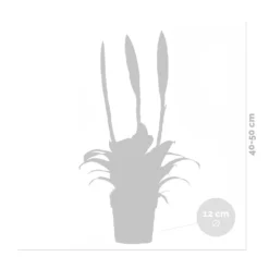 Vriesea Era – Torch Bromelia – Plante D'intérieur – Peu D'entretien – ⌀12 Cm – ↕40-50 Cm -Jardin Harmonie Soldes Boutique 640b75191d7d17.63926788