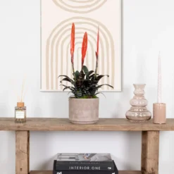 Vriesea Era – Torch Bromelia – Plante D'intérieur – Peu D'entretien – ⌀12 Cm – ↕40-50 Cm -Jardin Harmonie Soldes Boutique 640b75192e1106.98667861