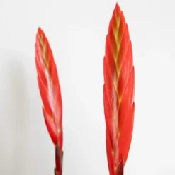 Vriesea Era – Torch Bromelia – Plante D'intérieur – Peu D'entretien – ⌀12 Cm – ↕40-50 Cm -Jardin Harmonie Soldes Boutique 640b7519494c11.65957353