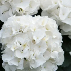 3x Hydrangea Macrophylla 'wudu' – Hortensia – Arbuste - Rustique – ⌀10.5 Cm - ↕20-25 Cm -Jardin Harmonie Soldes Boutique 640b7529a49fd4.69121080