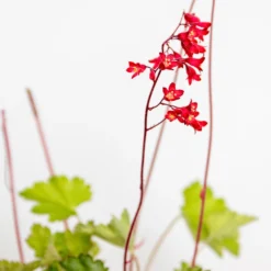 Heuchera Sanguinea 'splendens' - Campanule Pourpre - Vivace - Rustique – ⌀9 Cm - ↕10-15 Cm -Jardin Harmonie Soldes Boutique 640b752b05fdc2.66973762