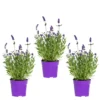 3x Lavandula Angustifolia 'ardèche Blue' - Lavande - Arbuste - Rustique – ⌀10.5 Cm - ↕10-15 Cm -Jardin Harmonie Soldes Boutique 640b75312c0a23.64991701