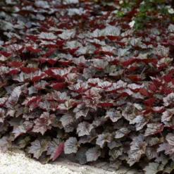 Heuchera Micrantha 'palace Purple' - Campanule - Vivace - Rustique – ⌀9 Cm - ↕10-15 Cm -Jardin Harmonie Soldes Boutique 640b753642c461.03995260