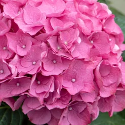 3x Hydrangea Macrophylla 'early Pink' - Hortensia - Arbuste - Rustique – ⌀10.5 Cm - ↕20-25 Cm -Jardin Harmonie Soldes Boutique 640b75390710b1.57621117