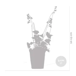 3x Heuchera Sanguinea 'splendens' - Campanule Pourpre - Vivace - Rustique – ⌀9 Cm - ↕10-15 Cm -Jardin Harmonie Soldes Boutique 640b753b588267.39155813