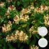 2x Lonicera Henryi – Chèvrefeuille – Plante Grimpante – Persistant – ⌀15 Cm - ↕60-70 Cm