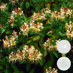 2x Lonicera Henryi – Chèvrefeuille – Plante Grimpante – Persistant – ⌀15 Cm - ↕60-70 Cm