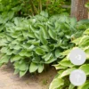 3x Hosta Sieboldiana 'elegans' - Lys Coeur - Vivace - Rustique – ⌀9 Cm - ↕10-15 Cm -Jardin Harmonie Soldes Boutique 640b754a78d885.41776520