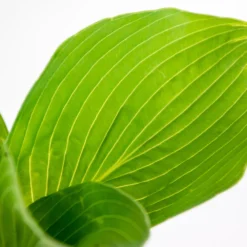 3x Hosta Sieboldiana 'elegans' - Lys Coeur - Vivace - Rustique – ⌀9 Cm - ↕10-15 Cm -Jardin Harmonie Soldes Boutique 640b754a86d113.21119952