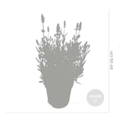 6x Lavandula Angustifolia 'ardèche' - Lavande - Arbuste - Rustique – ⌀12 Cm - ↕20-25 Cm -Jardin Harmonie Soldes Boutique 640b754f5d4b48.71582360