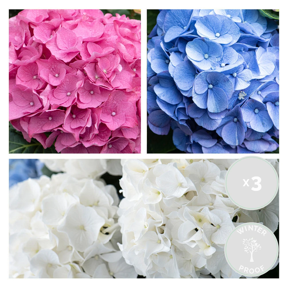 3x Hydrangea Macrophylla Mix – Hortensia – Arbuste - Rustique – ⌀10.5 Cm - ↕20-25 Cm 4 3x Hydrangea Macrophylla Mix – Hortensia – Arbuste - Rustique – ⌀10.5 Cm - ↕20-25 Cm – Image 2