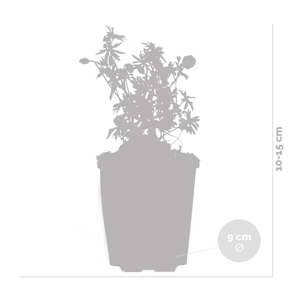 6x Geranium Sanguineum - Géranium Sanguin - Plante D'extérieur - Peu D'entretien – ⌀9 Cm - ↕10-15 Cm 6 6x Geranium Sanguineum - Géranium Sanguin - Plante D'extérieur - Peu D'entretien – ⌀9 Cm - ↕10-15 Cm – Image 4