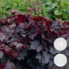 3x Heuchera Micrantha 'palace Purple' - Purple Bell - Vivace - Rustique – ⌀9 Cm - ↕10-15 Cm -Jardin Harmonie Soldes Boutique 640b7565b21642.99853932