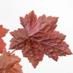 3x Heuchera Micrantha 'palace Purple' - Purple Bell - Vivace - Rustique – ⌀9 Cm - ↕10-15 Cm -Jardin Harmonie Soldes Boutique 640b7565edf4b8.10650712