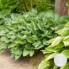 Hosta Sieboldiana 'elegans' - Lys Coeur - Vivace - Rustique – ⌀9 Cm - ↕10-15 Cm -Jardin Harmonie Soldes Boutique 640b7566c25558.60984327