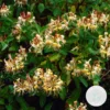 Lonicera Henryi – Chèvrefeuille – Plante Grimpante – Persistant - ⌀15 Cm - ↕60-70 Cm -Jardin Harmonie Soldes Boutique 640b756d058d43.74304368