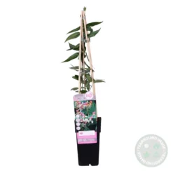 Lonicera Henryi – Chèvrefeuille – Plante Grimpante – Persistant - ⌀15 Cm - ↕60-70 Cm -Jardin Harmonie Soldes Boutique 640b756d12b346.13735927