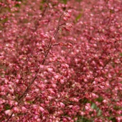 6x Heuchera Sanguinea 'splendens' - Campanule Pourpre - Vivace - Rustique – ⌀9 Cm - ↕10-15 Cm -Jardin Harmonie Soldes Boutique 640b756ea5fe44.25663321