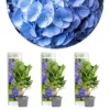 3x Hydrangea Macrophylla 'early Blue' - Hortensia - Arbuste - Rustique – ⌀10.5 Cm - ↕20-25 Cm -Jardin Harmonie Soldes Boutique 640b756fa8ff07.19481614