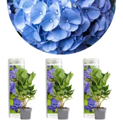 3x Hydrangea Macrophylla 'early Blue' - Hortensia - Arbuste - Rustique – ⌀10.5 Cm - ↕20-25 Cm