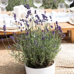 6x Lavandula Angustifolia 'ardèche Blue' - Lavande - Arbuste - Rustique – ⌀10.5 Cm - ↕10-15 Cm -Jardin Harmonie Soldes Boutique 640b7571988de7.68158585