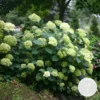 Hydrangea Paniculata 'little Lime' - Hortensia Panache - Arbuste - Rustique – ⌀19 Cm - ↕35-45 Cm -Jardin Harmonie Soldes Boutique 640b757592fdb9.21773754