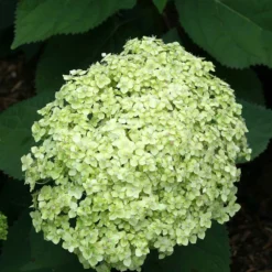 Hydrangea Paniculata 'little Lime' - Hortensia Panache - Arbuste - Rustique – ⌀19 Cm - ↕35-45 Cm -Jardin Harmonie Soldes Boutique 640b75759697d4.22308834