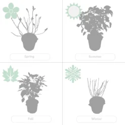 Hydrangea Paniculata 'little Lime' - Hortensia Panache - Arbuste - Rustique – ⌀19 Cm - ↕35-45 Cm -Jardin Harmonie Soldes Boutique 640b757599db53.99239027