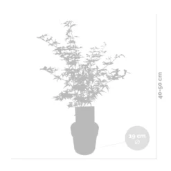 2x Acer Shirasawanum 'moonrise' - érable Du Japon - Arbuste - Rustique - ⌀19 Cm - ↕40-50 Cm -Jardin Harmonie Soldes Boutique 640b75778741e7.39248989