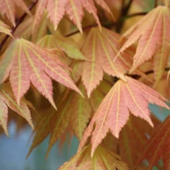 2x Acer Shirasawanum 'moonrise' - érable Du Japon - Arbuste - Rustique - ⌀19 Cm - ↕40-50 Cm -Jardin Harmonie Soldes Boutique 640b75778a6773.11315809