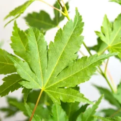 Acer Palmatum 'going Green' - érable Du Japon - Arbuste - Rustique – ⌀10,5 Cm - ↕25-30 Cm -Jardin Harmonie Soldes Boutique 640b7579d22548.51765392