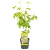 Acer Palmatum 'going Green' - érable Du Japon - Arbuste - Rustique – ⌀10,5 Cm - ↕25-30 Cm -Jardin Harmonie Soldes Boutique 640b7579dbb254.78393098