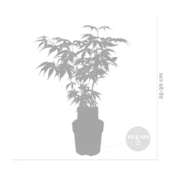 Acer Palmatum 'butterfly' – érable Du Japon – Arbuste – Rustique – ⌀10,5 Cm - ↕25-30 Cm -Jardin Harmonie Soldes Boutique 640b7584331f62.30491547