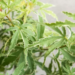 Acer Palmatum 'butterfly' – érable Du Japon – Arbuste – Rustique – ⌀10,5 Cm - ↕25-30 Cm -Jardin Harmonie Soldes Boutique 640b75843c0702.39679487