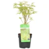 Acer Palmatum 'butterfly' – érable Du Japon – Arbuste – Rustique – ⌀10,5 Cm - ↕25-30 Cm -Jardin Harmonie Soldes Boutique 640b75843f6094.94446715