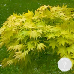 Acer Palmatum 'orange Dream' - érable Du Japon - Arbuste - Rustique - ⌀15 Cm - ↕30-40 Cm -Jardin Harmonie Soldes Boutique 640b75850899b3.19219307