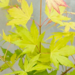 Acer Palmatum 'orange Dream' - érable Du Japon - Arbuste - Rustique - ⌀15 Cm - ↕30-40 Cm -Jardin Harmonie Soldes Boutique 640b75850fba80.15442681
