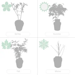 Acer Palmatum 'orange Dream' - érable Du Japon - Arbuste - Rustique - ⌀15 Cm - ↕30-40 Cm -Jardin Harmonie Soldes Boutique 640b758516d4a4.91094000