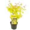 Acer Palmatum 'orange Dream' - érable Du Japon - Arbuste - Rustique - ⌀15 Cm - ↕30-40 Cm -Jardin Harmonie Soldes Boutique 640b75851a6057.64105101