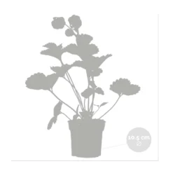 3x Fragaria 'pink Summer Breeze' – Fraisier – Entretien Facile – ⌀10,5 Cm - ↕15-20 Cm -Jardin Harmonie Soldes Boutique 640b77b9e4eae9.23261391