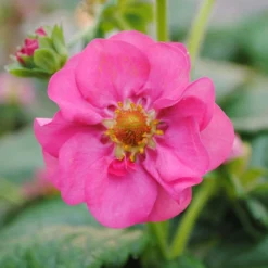 3x Fragaria 'pink Summer Breeze' – Fraisier – Entretien Facile – ⌀10,5 Cm - ↕15-20 Cm -Jardin Harmonie Soldes Boutique 640b77ba252ea0.06918409