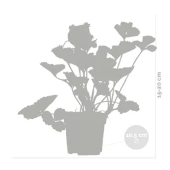 3x Fragaria 'snow Summer Breeze' – Fraisier – Entretien Facile – ⌀10,5 Cm - ↕15-20 Cm -Jardin Harmonie Soldes Boutique 640b77bf29ba88.10497191