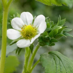 3x Fragaria 'snow Summer Breeze' – Fraisier – Entretien Facile – ⌀10,5 Cm - ↕15-20 Cm -Jardin Harmonie Soldes Boutique 640b77bf42b5a5.98431669