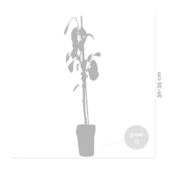 3x Mini Fruit Mix – Arbres Fruitiers – Facile D'entretien – ⌀9 Cm - ↕30-35 Cm -Jardin Harmonie Soldes Boutique 640b77c3a47186.83377070