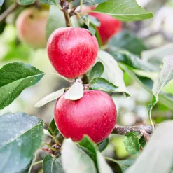 3x Mini Fruit Mix – Arbres Fruitiers – Facile D'entretien – ⌀9 Cm - ↕30-35 Cm -Jardin Harmonie Soldes Boutique 640b77c3b6c818.93588649